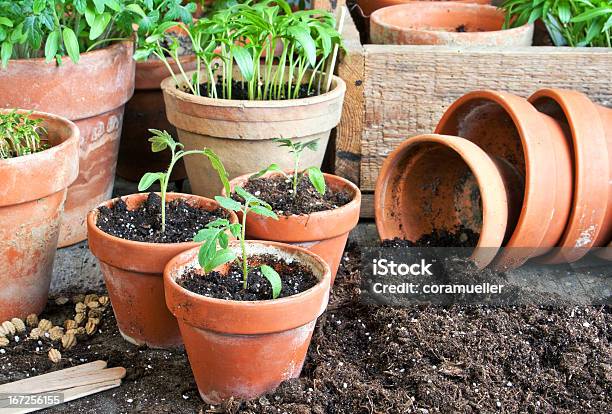 Gardening Stock Photo - Download Image Now - Seedling, Tomato, Potting