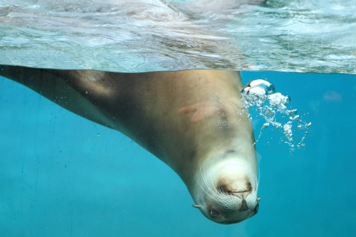 Details of a california sea lion swimming in captivity behind glass of aquarium.