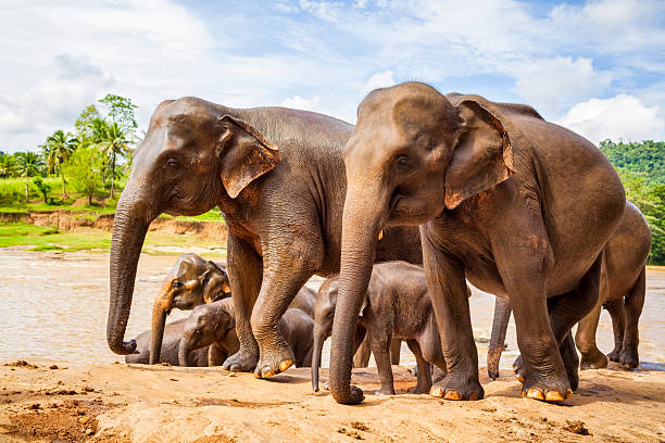 шри-ланки слон - sri lankan elephants стоковые фото и изображения