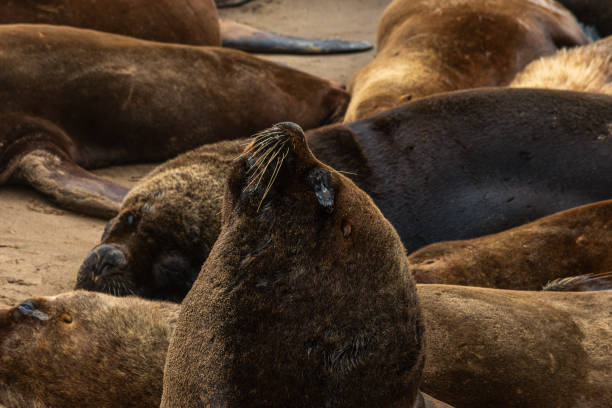 istock Head of a sea lion. 1672582280
