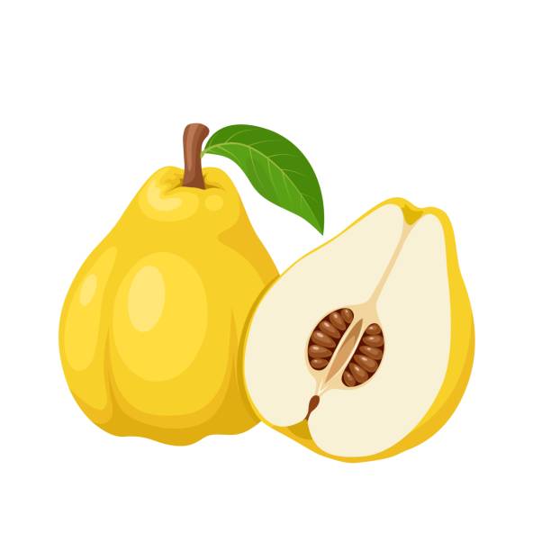 illustrazioni stock, clip art, cartoni animati e icone di tendenza di frutto della mela cotogna - quince