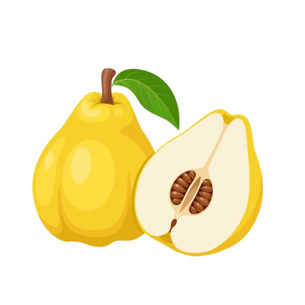 Quince fruit Vector illustration, quince fruit or Cydonia oblonga, isolated on white background. cydonia stock illustrations