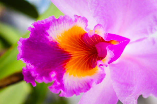 yellow orchid flower