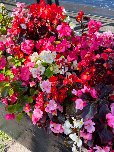 istock Full frame image of potted, multicoloured, flowering, annual, summer bedding plants in trough planter, white, pink and red flowering trailing Begonias, metal railing, elevated view, focus on foreground 1672589951