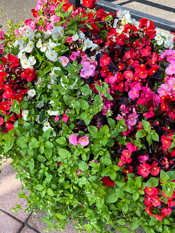 Stock photo showing close-up, elevated view of pink, white and red flowering, trailing Begonias in trough standing on pavement in front of a metal railing.