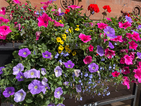 Pink petunias flowers in a pot outdoors in summer. Gardening and planting concept