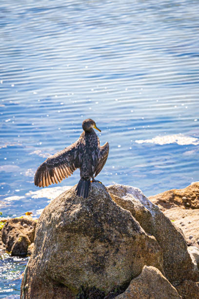 An aquatic bird standing on a stone spreading his wings.