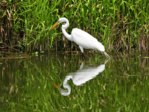 istock Great Egret (Ardea alba) - foraging in the Florida wetlands 1672600728