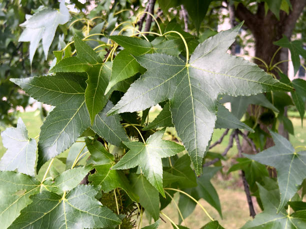 istock Sweet Gum Tree Leaves 1672614128