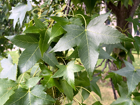Sweet Gum Tree leaves