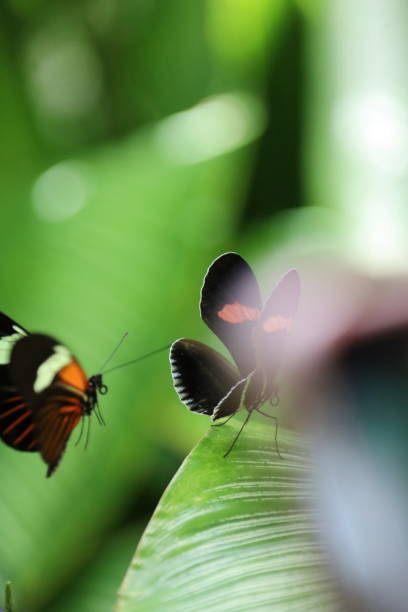 istock Flying butterfly over flowers. Motion Blur 1672624272