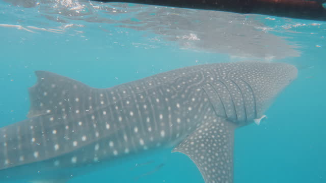 Cinematic close-up shot of a whale shark underwater in clear blue waters in slow motion, 120fps, 4k, Slomo