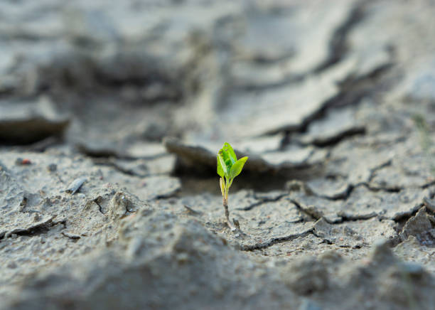 Plant sprouting in dried cracked mud