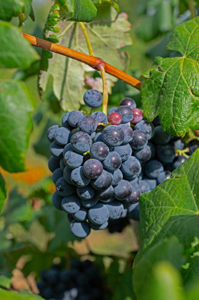 istock A bunch of red grapes in the vineyard. 1672650821