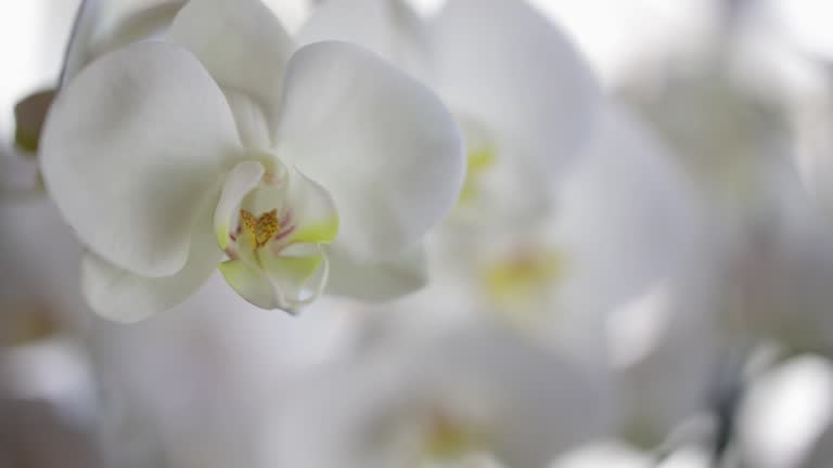 Beautiful white orchid flower close up, Phalaenopsis orchid, Close-up