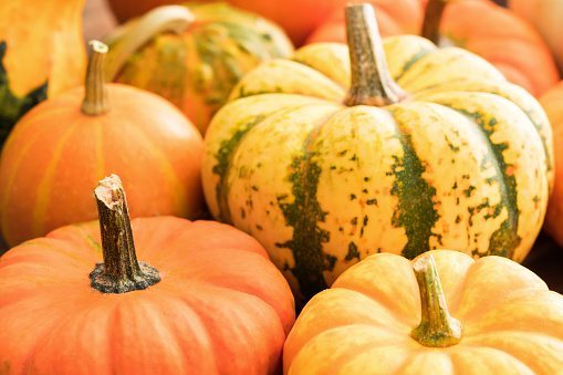 Transport yourself to autumn harvest ambiance with this top-down vertical capture. Ripe pumpkins and quintessential fall elements showcased against refreshing green backdrop, inviting text or ads