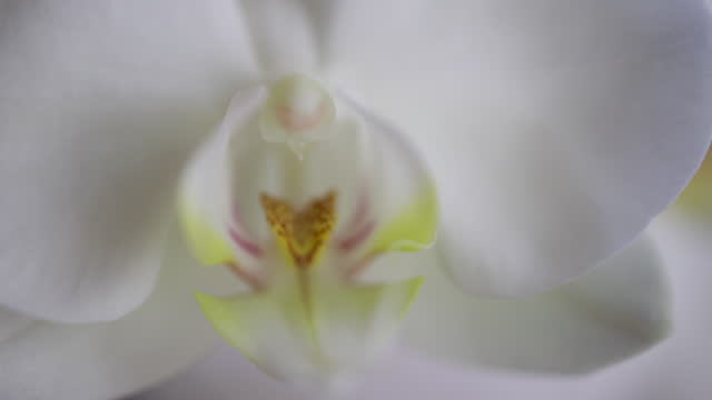 Beautiful white orchid flower close up, Phalaenopsis orchid, Close-up