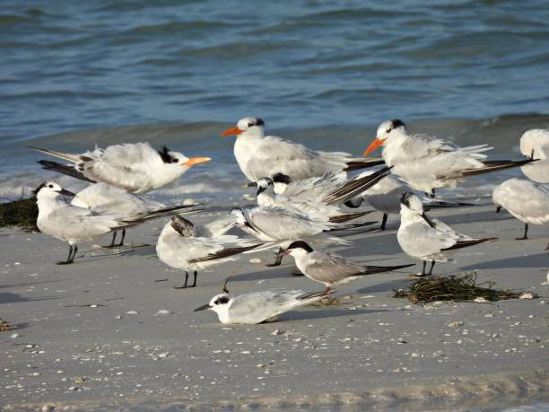istock Terns resting near the Gulf of Mexico 1672666211