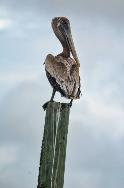 istock Orange Beach, Alabama - Pelican Perched on a Piling 1672683685