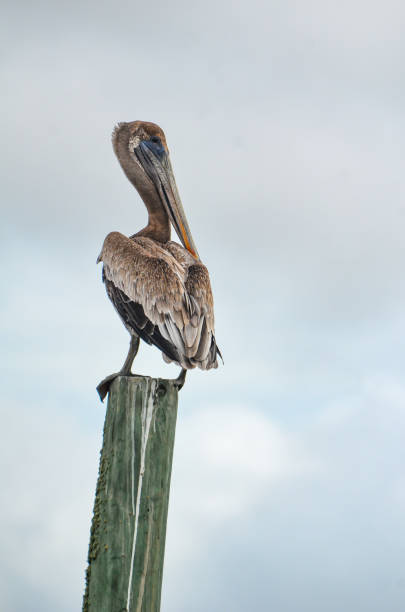 istock Orange Beach, Alabama - Pelican Perched on a Piling 1672683686