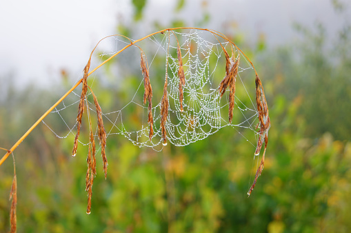 Frozen cobwebs on a bush.