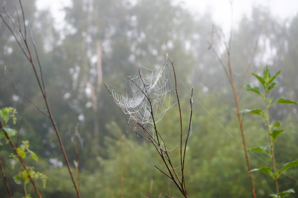 Ragnatela al mattino su un ramo. - foto stock