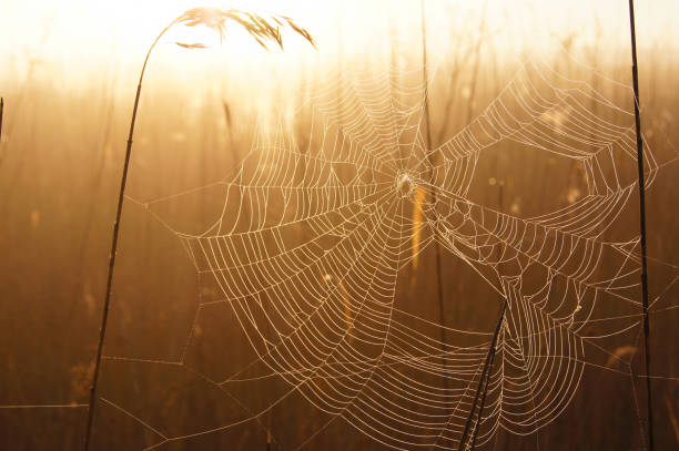 Ragnatela nel campo dell'alba delle canne. - foto stock