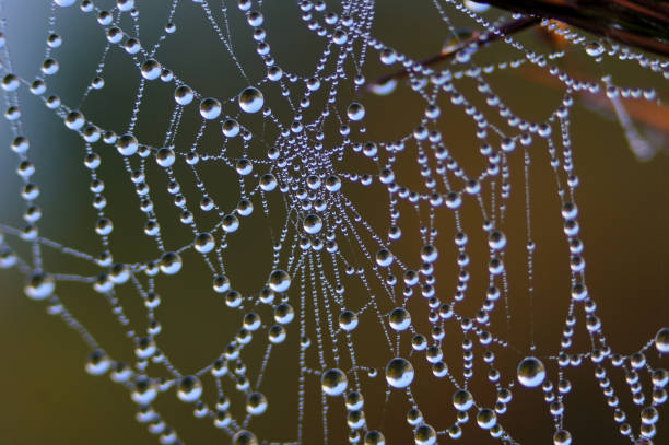 La rugiada scende sul primo piano della ragnatela mattutina. - foto stock