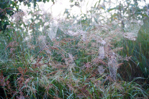 Un sacco di ragnatele al mattino su un cespuglio. - foto stock