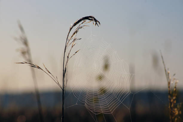 Primo piano di canna con la ragnatela. - foto stock