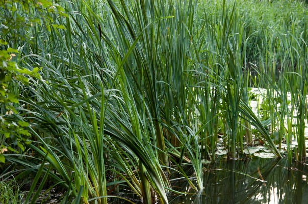 istock summer background: water and green reeds 1672721372