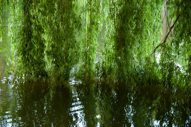 istock summer background: green willow branches bathe in calm lake water 1672724022
