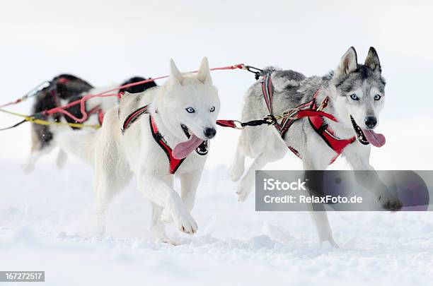 Gruppe Von Husky Schlitten Hunde Laufen Im Schnee Stockfoto und mehr Bilder von Schlittenhund - Schlittenhund, Hundeschlittenfahren, Husky