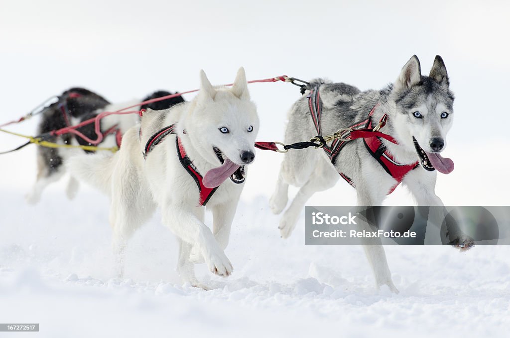 Zespół syberyjski psy sanki biegania w śniegu - Zbiór zdjęć royalty-free (Pies zaprzęgowy)
