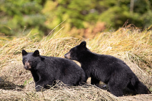 Two black bear cubs walking along a grassy embankment on a hot summer day, near Khutze Inlet, British Columbia