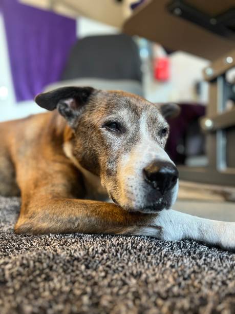 istock Tired senior dog resting at clinic. 1672775033