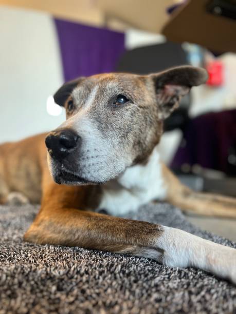 istock Senior dog resting at clinic on mat. 1672775578