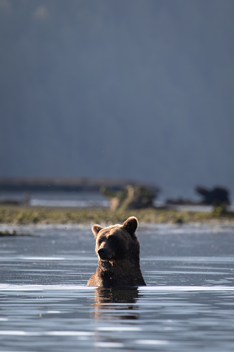 Female grizzly bear taking a break from playing with cubs and the heat by sitting in river bank of Khutze River, near Khutze Inlet, British Columbia