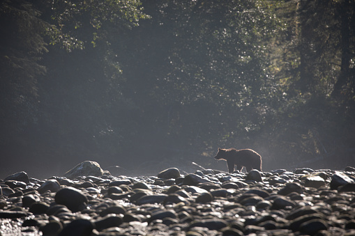 A young grizzly bear searching for food along a rocky river bank in fall at Khutze River, near Khutze Inlet, British Columbia