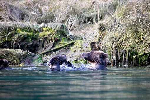 Grizzly bear mom and cub playing around the river bank of Khutze River, near Khutze Inlet, British Columbia