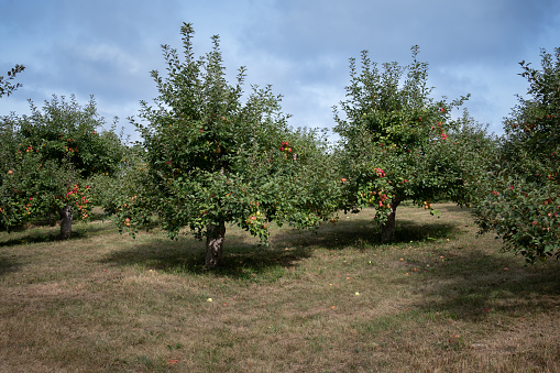 Grassy tree farm filled with Beautiful field of apples ready for fall harvest. Apple picking season in fall