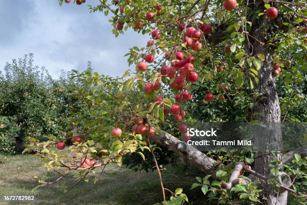 https://media.istockphoto.com/id/1672782982/photo/ripe-apples-on-tree.jpg?s=612x612&w=is&k=20&c=Ylu9xHsGcPfaTiufACRzXFNWUArbq_Gzb2d_O20tQKU=