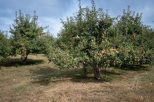 Beautiful field of apples ready for fall harvest . Apple picking season rural midwestern State USA