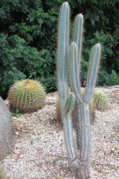 istock Saguaro and Golden Barrel Cactus 1672805588