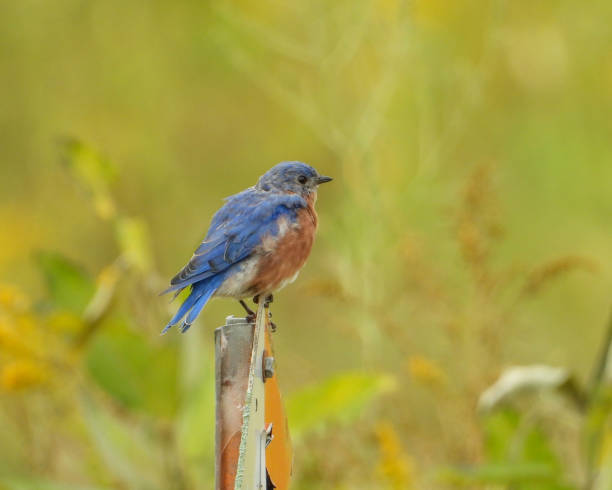 istock Eastern Bluebird (Sialia sialis) North American Songbird 1672809858