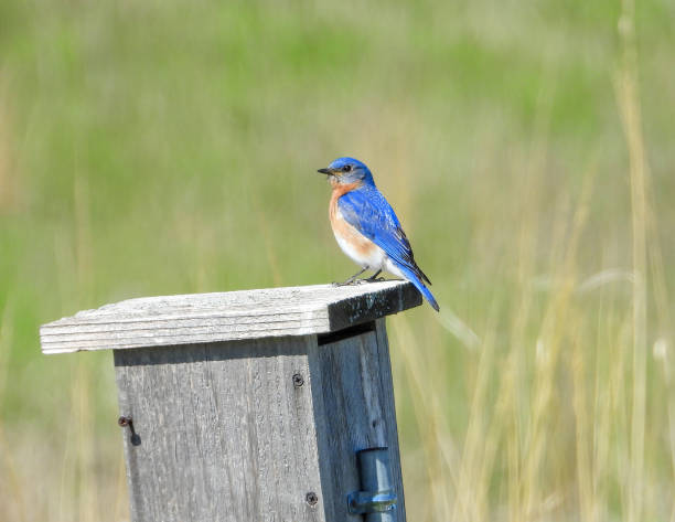 istock Eastern Bluebird (Sialia sialis) North American Songbird 1672810406