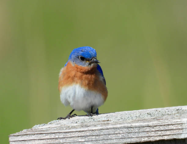 istock Eastern Bluebird (Sialia sialis) North American Songbird 1672810413