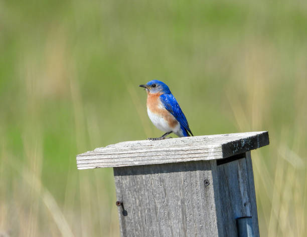 istock Eastern Bluebird (Sialia sialis) North American Songbird 1672810415