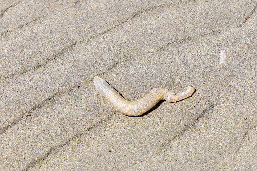 picture of a light colored lugworm on a sand beach