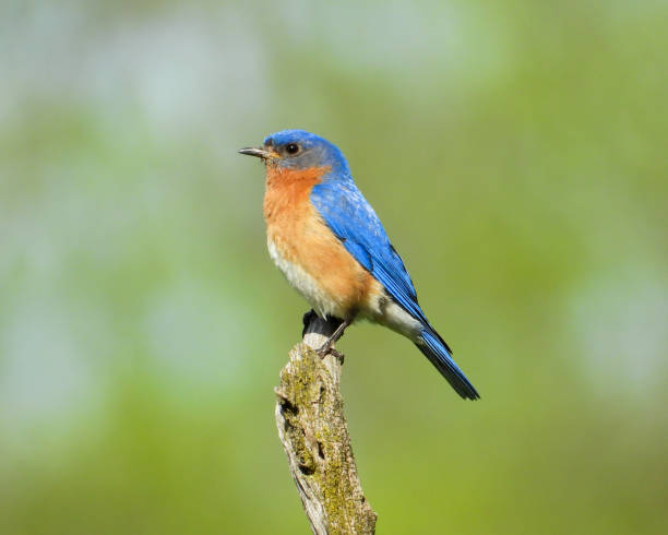 istock Eastern Bluebird (Sialia sialis) North American Songbird 1672810998